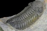 Detailed Austerops Trilobite - Ofaten, Morocco #90017-2